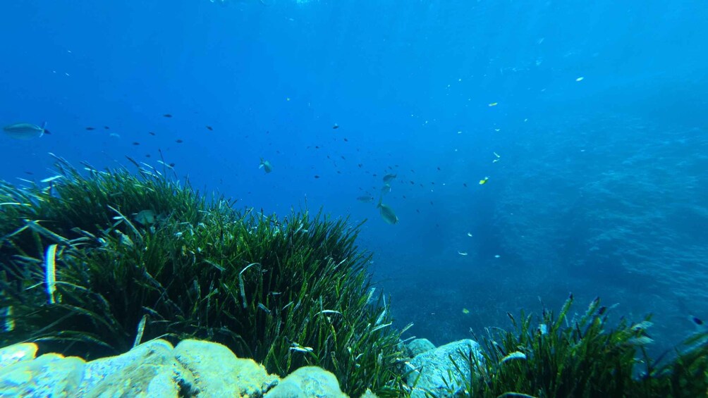 Picture 1 for Activity La Ciotat : Snorkeling Tour with Guide and Equipment 2