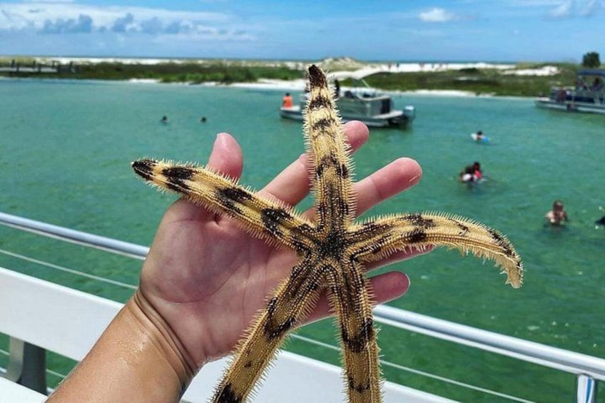 Una mano che tiene una stella marina, con una spiaggia e barche sullo sfondo. 3