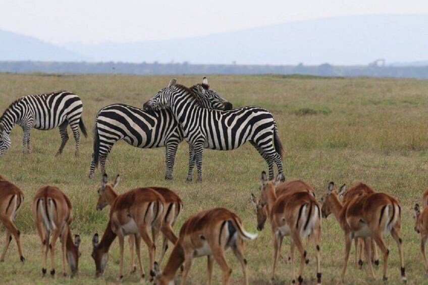 Zebras and antelopes in a grassy field with mountains in the background. 2