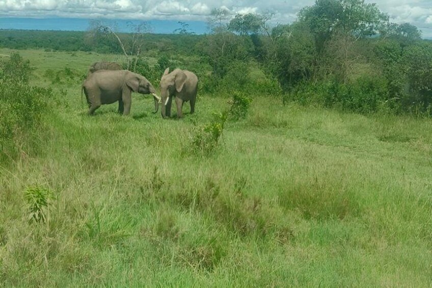Two elephants in a grassy field with trees in the background. 5