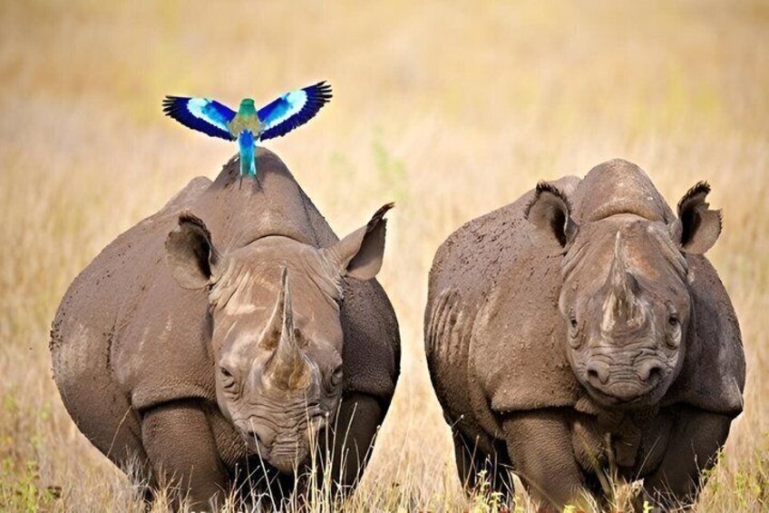 Two rhinoceroses in a grassy field with one rhinoceros having a bird perched on its back. 1