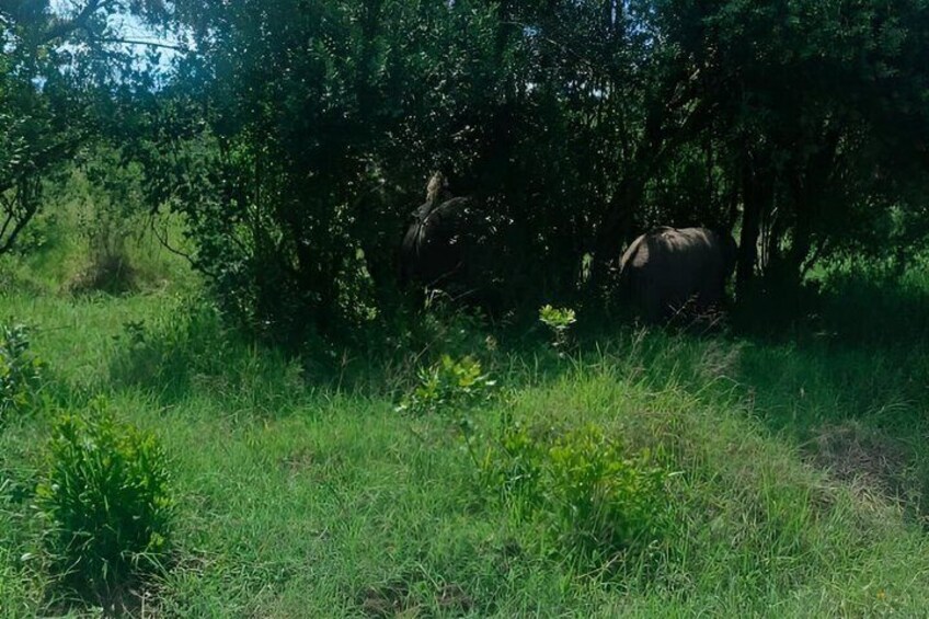 A forested area with a large elephant partially obscured by trees. 3