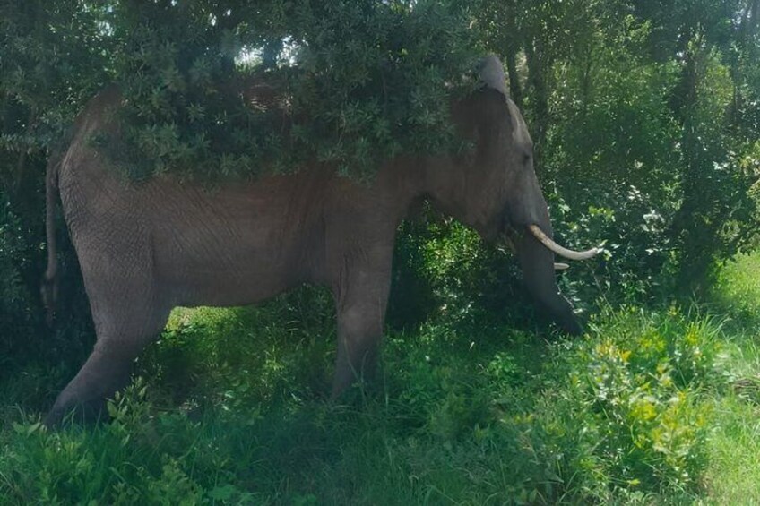 An elephant in a lush green forest. 4