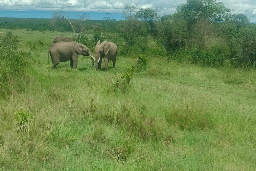 Two elephants in a grassy field with trees in the background. 5