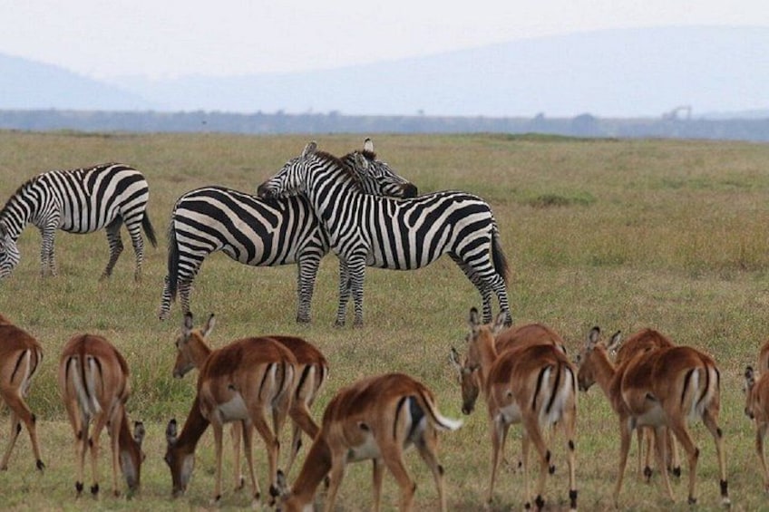 Zebras and antelopes in a grassy field with mountains in the background. 2