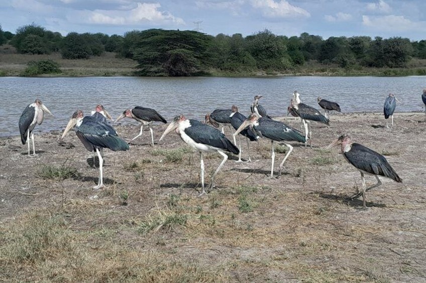 A group of large birds, likely storks, standing on a dry, grassy area near a body of water with trees in the background. 4