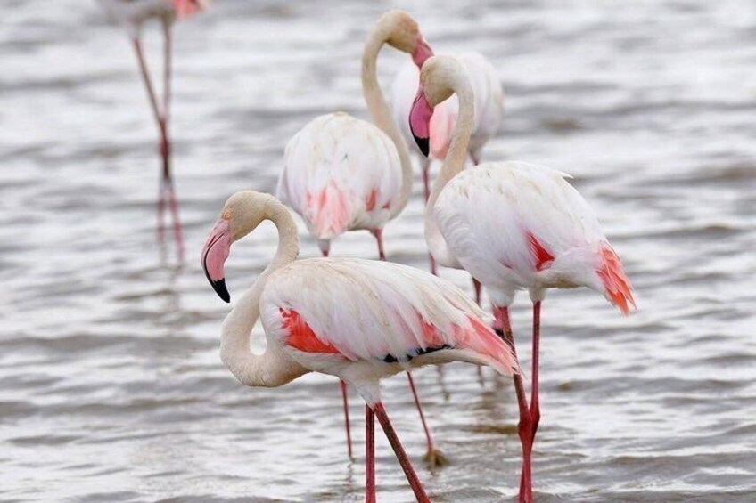 Flamingos standing in shallow water. 2