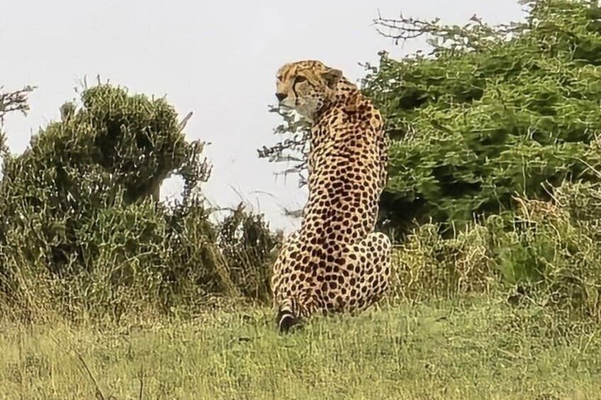 A cheetah sitting in a grassy field with dense bushes and trees in the background. 1