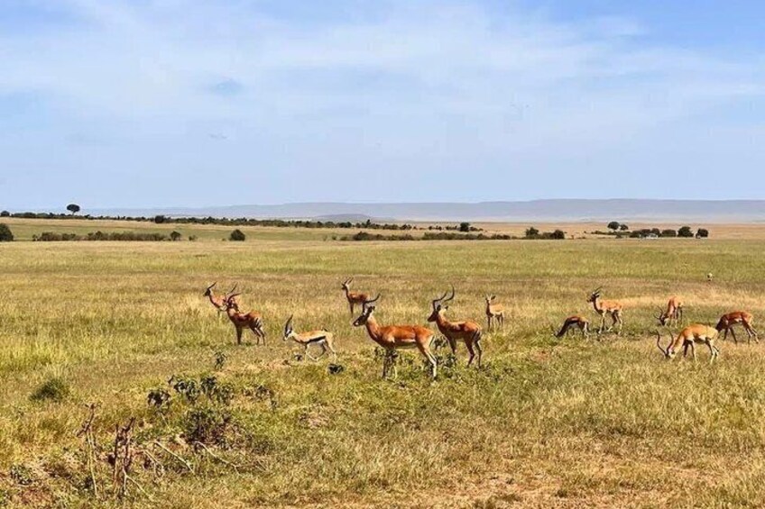 A herd of antelopes grazing in a grassy savannah. 5