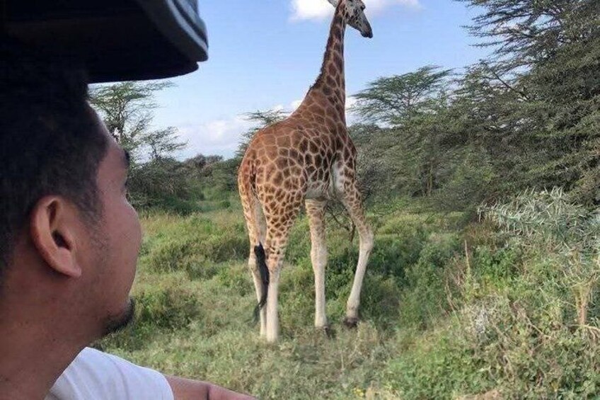 A giraffe standing in a grassy area with trees in the background. 3
