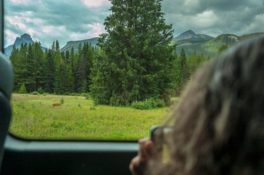 A vehicle interior with a view of a forested landscape and mountains. 2