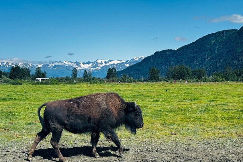 A bison in a grassy field with mountains in the background. 5