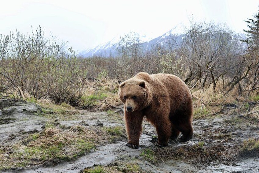 A bear walking on a muddy path with sparse vegetation and snow-capped mountains in the background. 3
