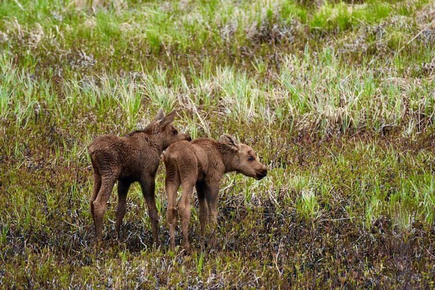 Two moose in a grassy field. 1