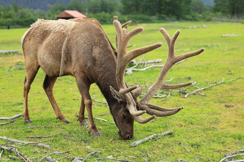 Anchorage to Whittier Cruise Transfer Tour with Port Drop-Off 2