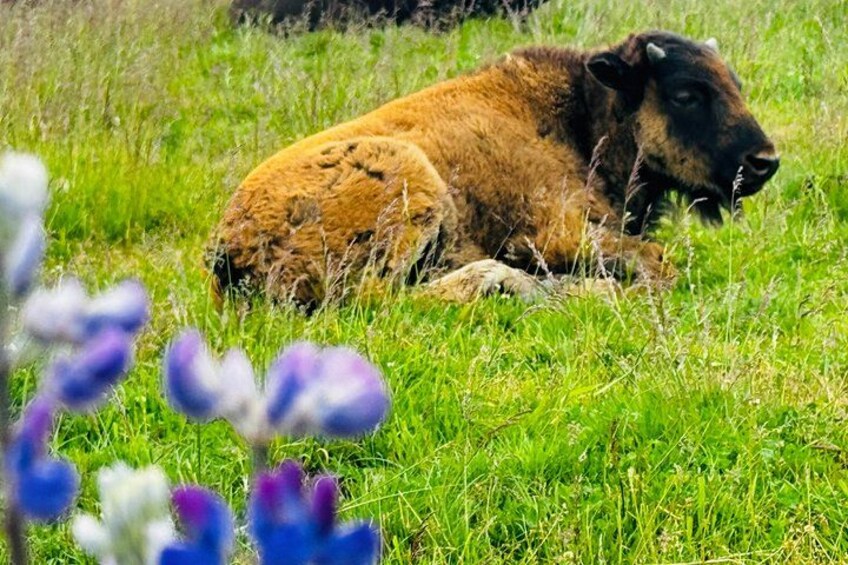 A bison resting in a grassy field with purple flowers in the foreground. 4