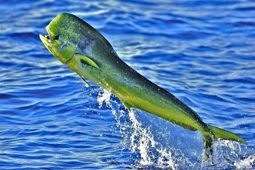 A fish leaping out of the water. 1