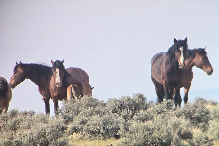 Three horses standing on a hill with sparse vegetation. 2