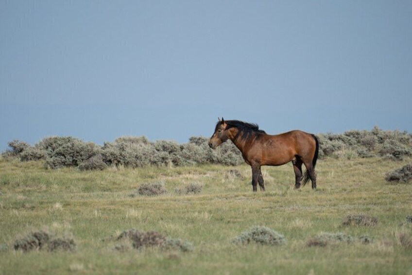 A lone horse standing in a grassy field with sparse bushes in the background. 1