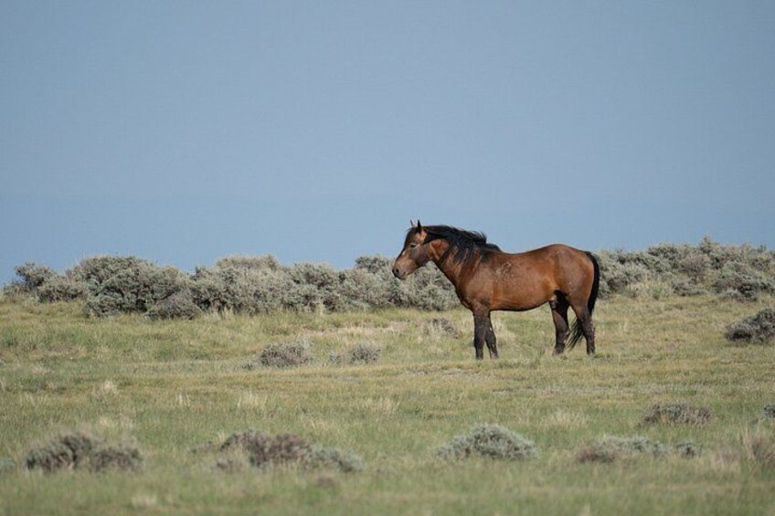 A lone horse standing in a grassy field with sparse bushes in the background. 1