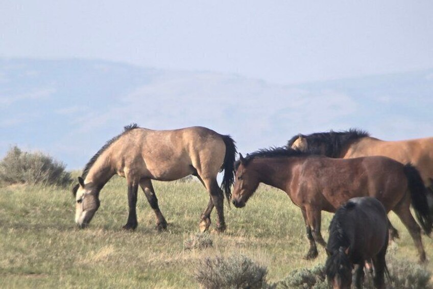 A group of horses grazing in a grassy field with mountains in the background. 3