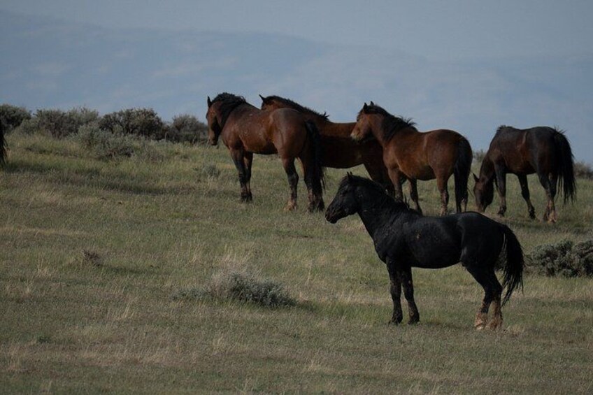 A group of horses grazing in a grassy field. 5