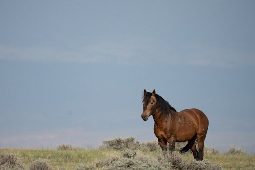 A single horse standing in a grassy field with a clear sky. 2
