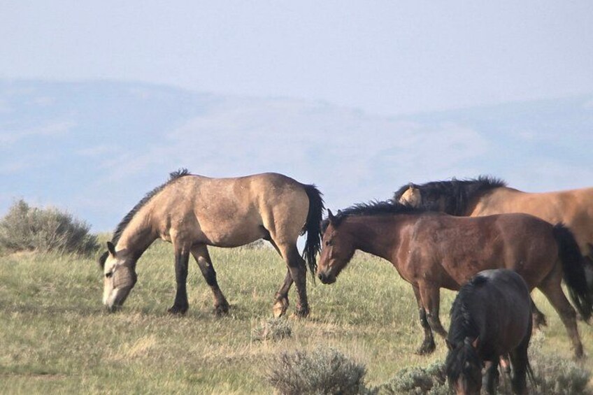 A group of horses grazing in a grassy field with mountains in the background. 3