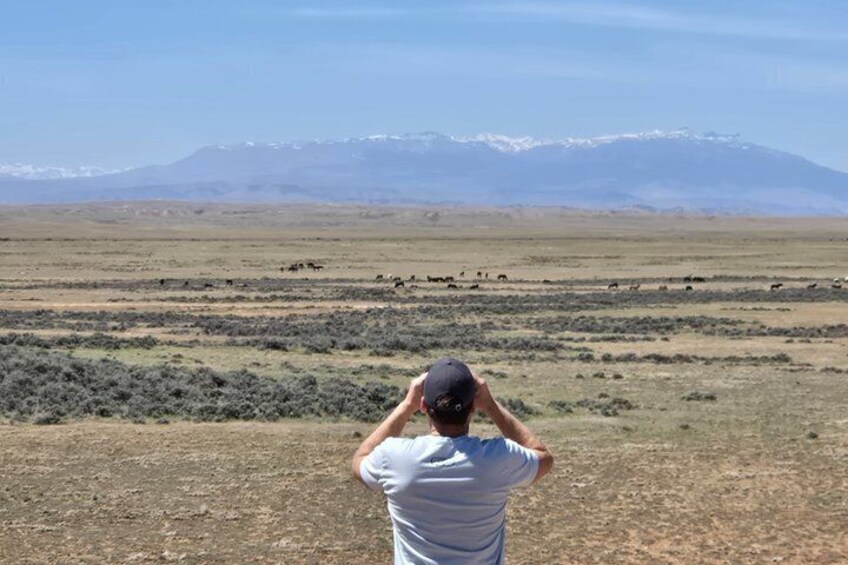A person taking a photograph of a herd of cattle in a wide-open field with mountains in the background. 4