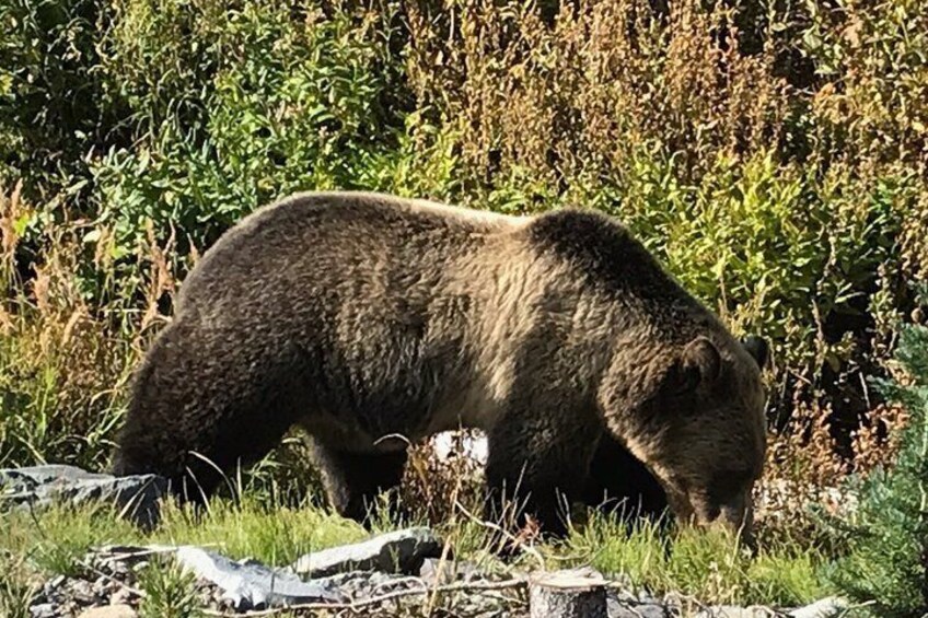 A bear walking through a grassy area with dense foliage in the background. 3