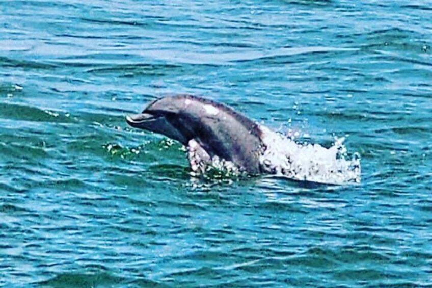 A dolphin leaping out of the water. 3