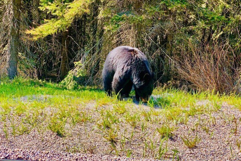 A bear walking through a grassy area with trees in the background. 3