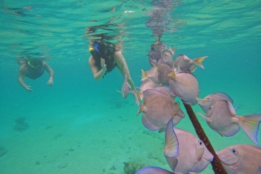 A diver swimming with a school of fish in clear turquoise water. 4