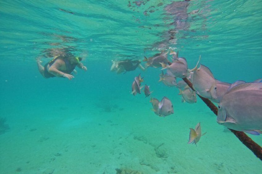 A diver swimming with a school of fish in clear turquoise water. 5