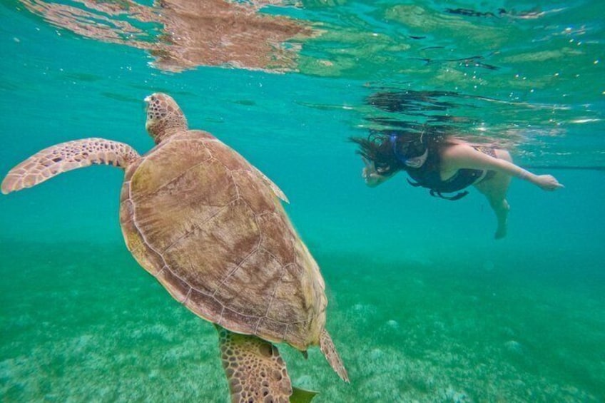 A diver swimming near a sea turtle in clear turquoise water. 1