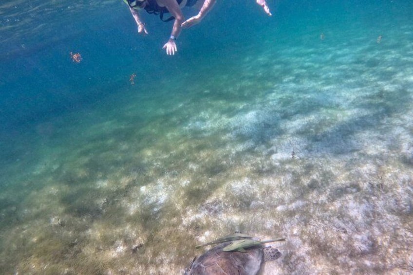 A person swimming underwater with clear water and visible seaweed on the ocean floor. 3