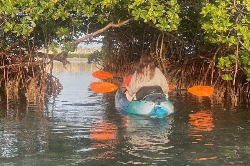A person kayaking in a mangrove area with dense foliage overhead. 4