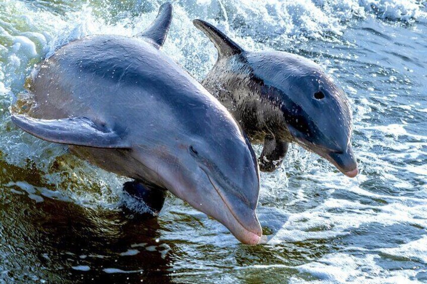 Two dolphins leaping out of the water. 4