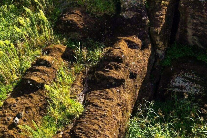 A log with moss and grass growing on it, surrounded by greenery. 4