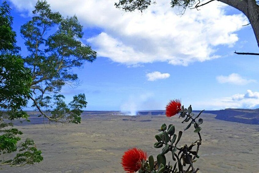 A landscape with a tree, red flowers, and a distant view of a flat terrain under a blue sky. 3