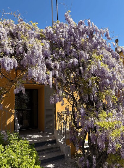 A yellow building with purple wisteria hanging over the entrance. 2