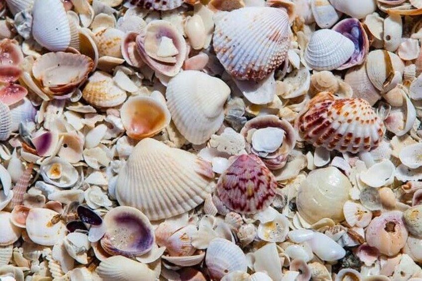 Dolphin Excursions , Sunset Tours and Snorkeling & Shelling Tours 4