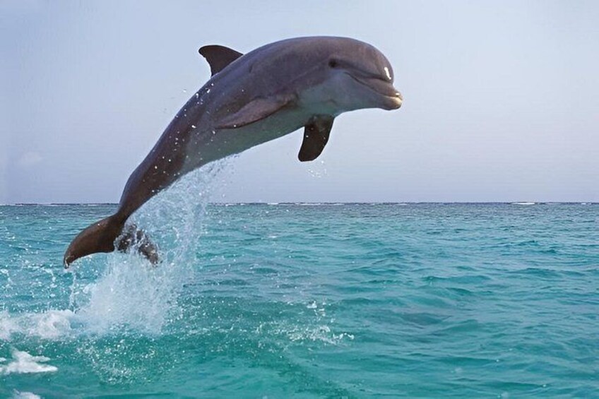 Dolphin Excursions , Sunset Tours and Snorkeling & Shelling Tours 5