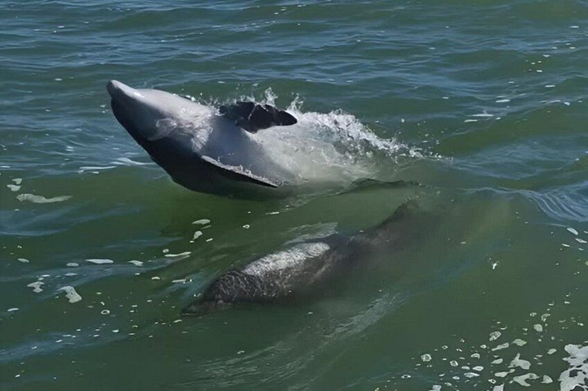 Dolphin Excursions , Sunset Tours and Snorkeling & Shelling Tours 3