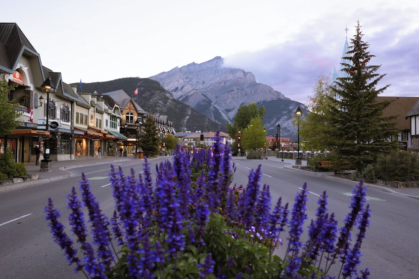 Une rue de ville bordée d’immeubles, une montagne en arrière-plan et des fleurs violettes au premier plan. 2