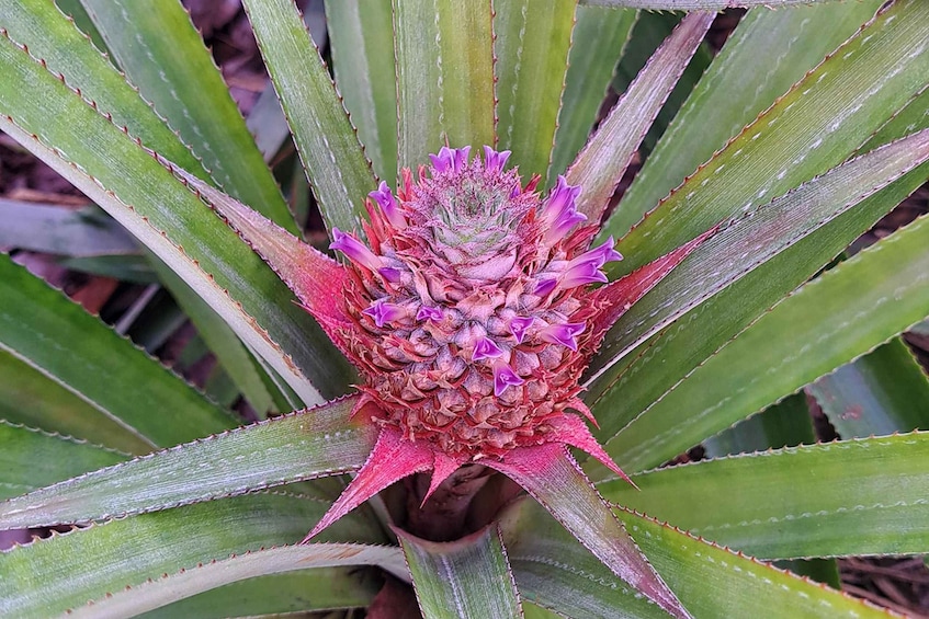 A plant with a central pink flower surrounded by green leaves. 5