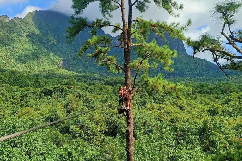 Picture 3 for Activity Private Half-Day in Moorea: 3 Pinus Hike & Tree Climbing 3