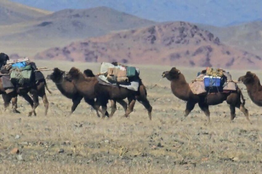 A group of camels with loads in a desert landscape. 5