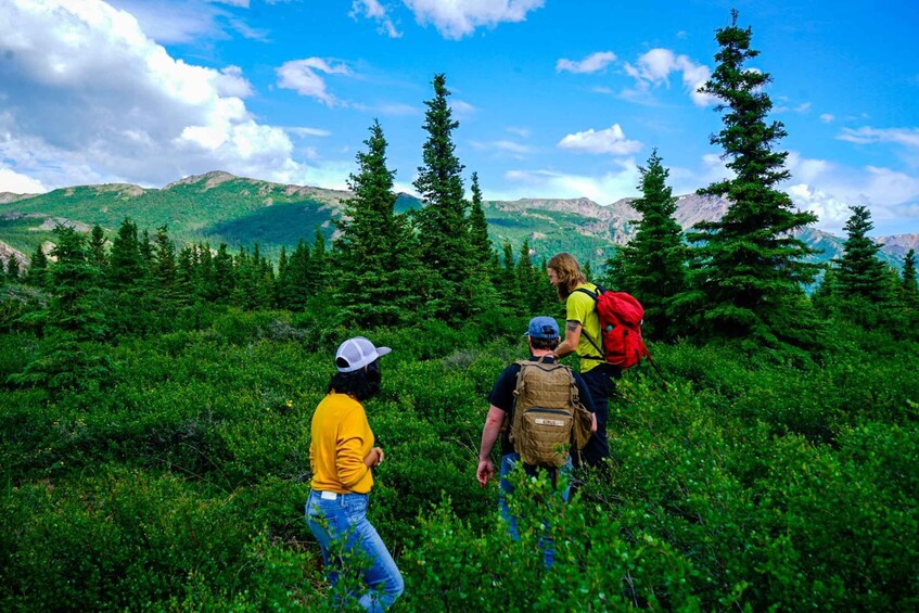 A group of hikers in a forested mountainous area. 5