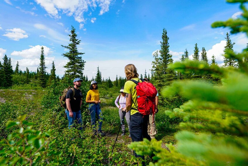 A group of hikers in a forested area with tall trees and a clear sky. 4